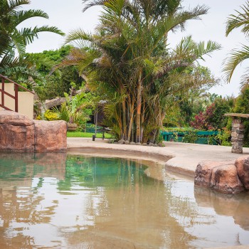 View of Pool + Palm trees